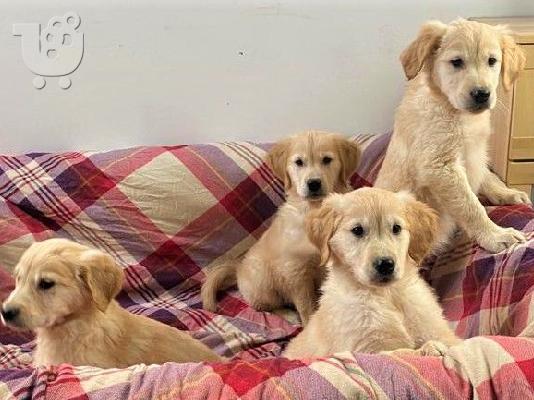 PoulaTo: Πωλείται κουτάβι Golden Retriever